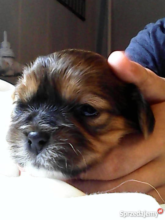 Szczeniaki shih tzu