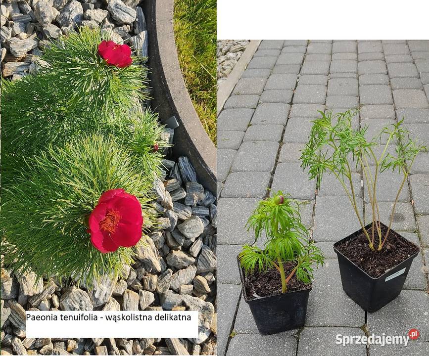 Paeonia tenuifolia delikatna Opole