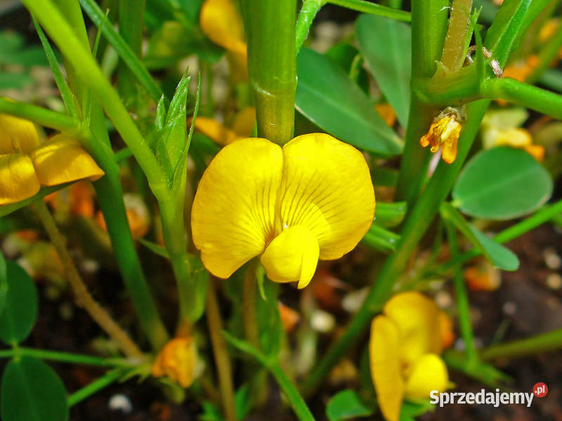 ORZECH ZIEMNY Arachis hypogea NASIONA 100g Lubanie
