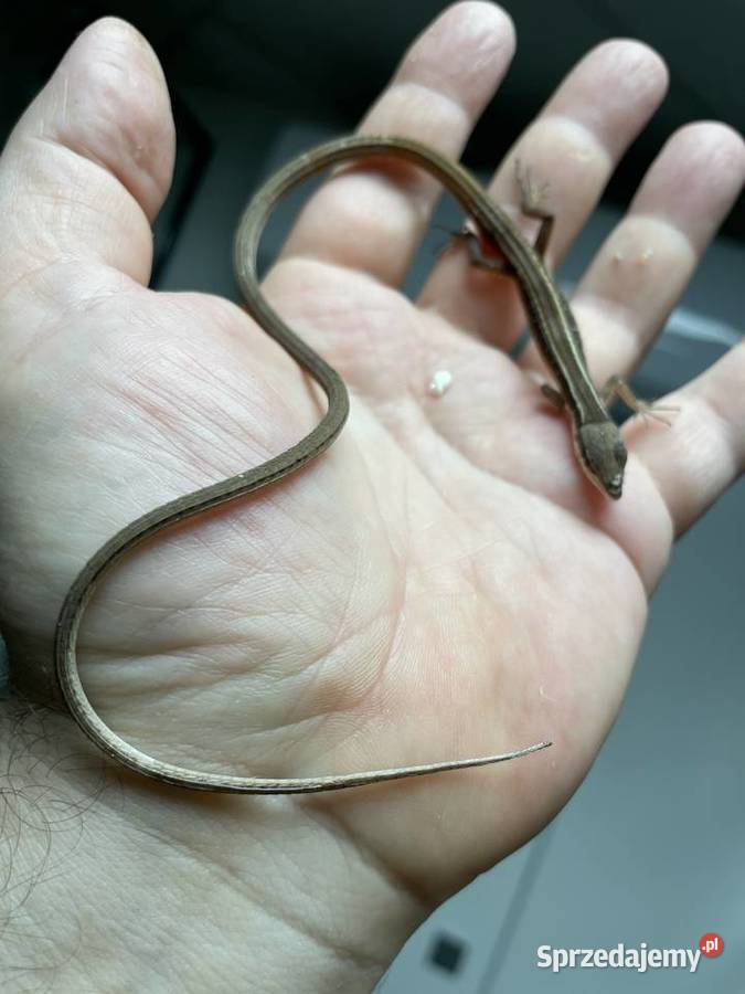 jaszczurka długoogonowa Tsexlineatus w Gliwicach śląskie Gliwice