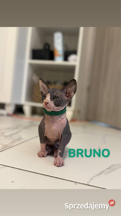 kot sfinks kotka kocur Skuszew