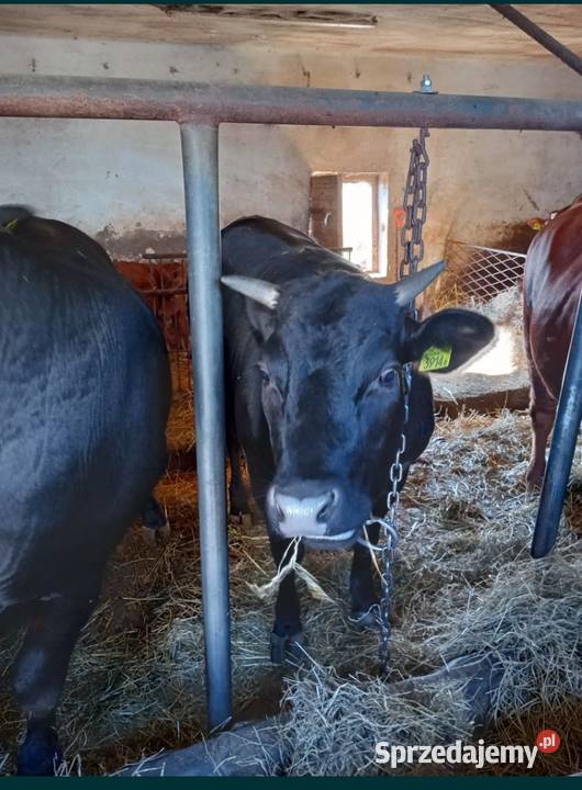 Sprzedam Jałówkę Cielną śląskie Pińczyce