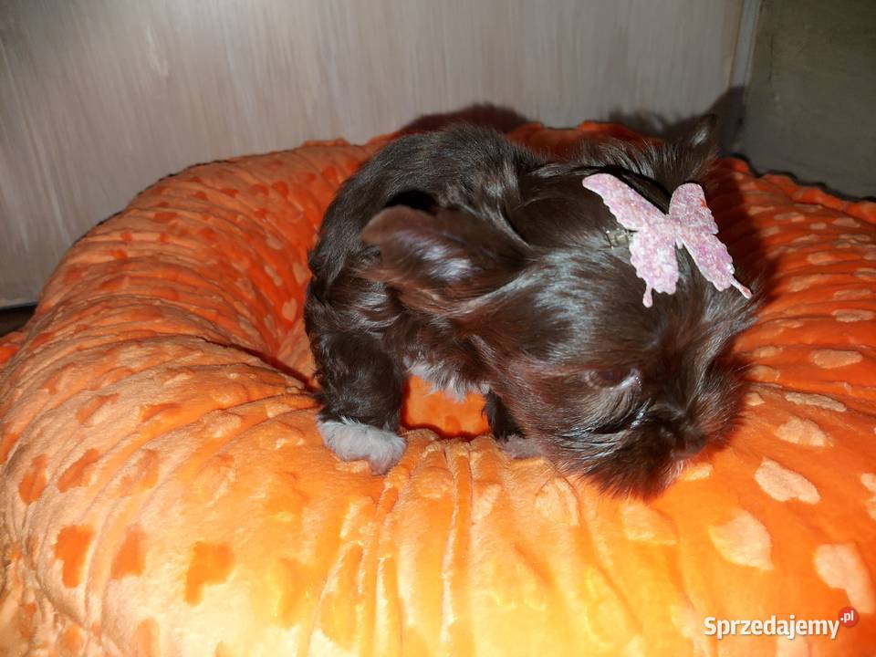 York Yorkshire Terrier Chocolate Suczka