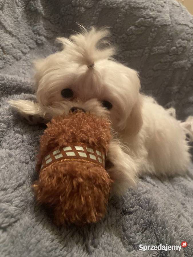 suczka i piesek maltańczyk Cyców sprzedam