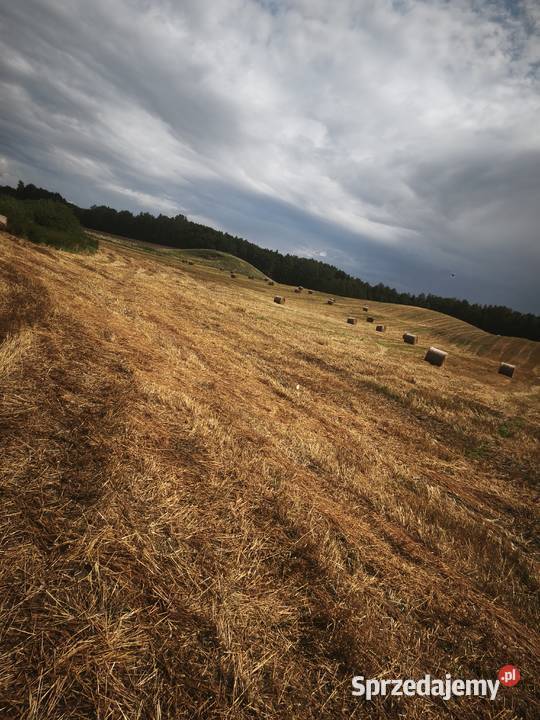 Sprzedam słomę Knipy