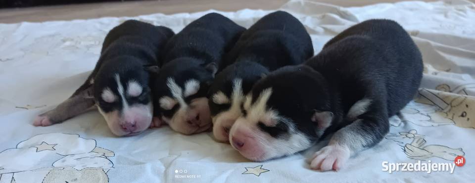 Szczeniaczki Siberian husky z elitarnym łódzkie Krośniewice