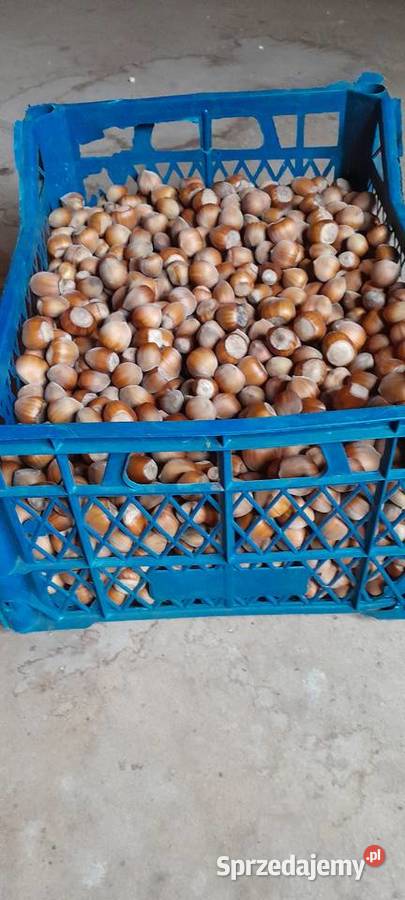 Orzechy laskowe Wrząca