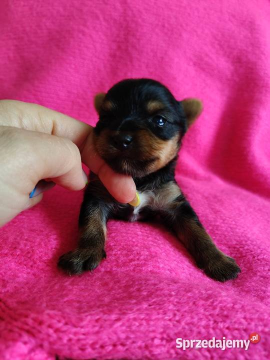 Piesek yorkshire terrier do rezerwacji Dobrzejewice