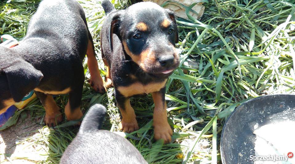 pies myśliwski Psy Goszczyn sprzedam