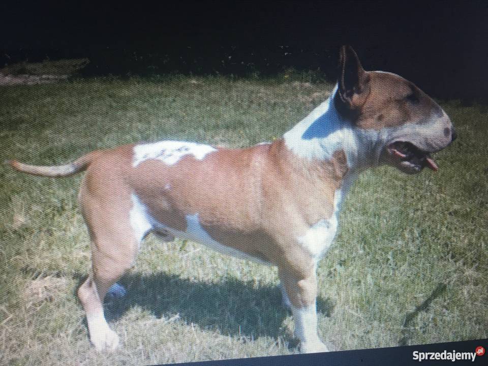 Bulterier standard zkwpfci pies 25 letni Poznań