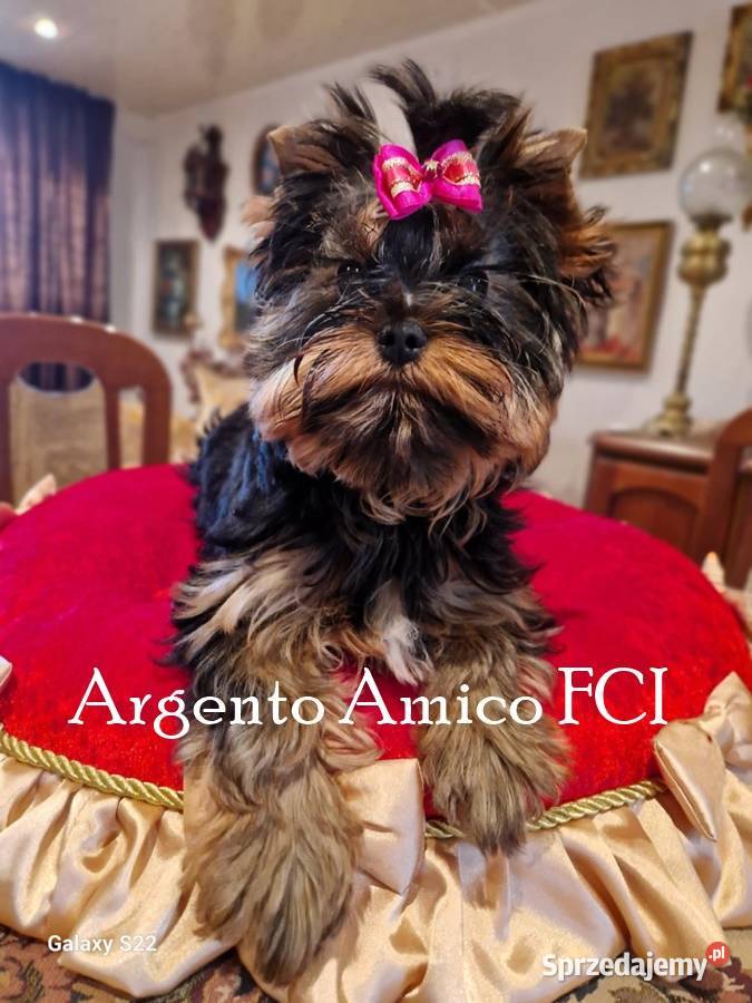 yorkshire terrier suczka rodowód ZKwP FCI lubelskie Lublin sprzedam