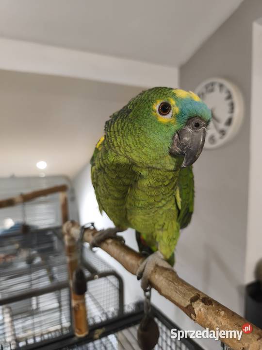 Amazonka niebieskoczelna ręcznie karmiona