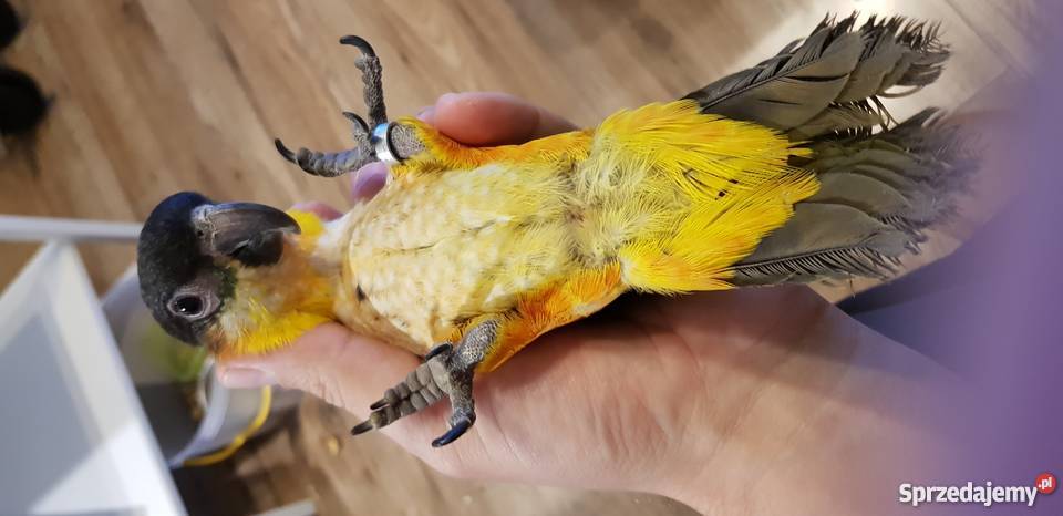 Barwinka czarnogłowa ręcznie wykarmiona Poznań