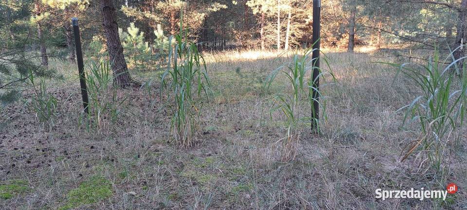 Sprzedam bezpośrednio działki budowlane KLEMPICZ 22.3m