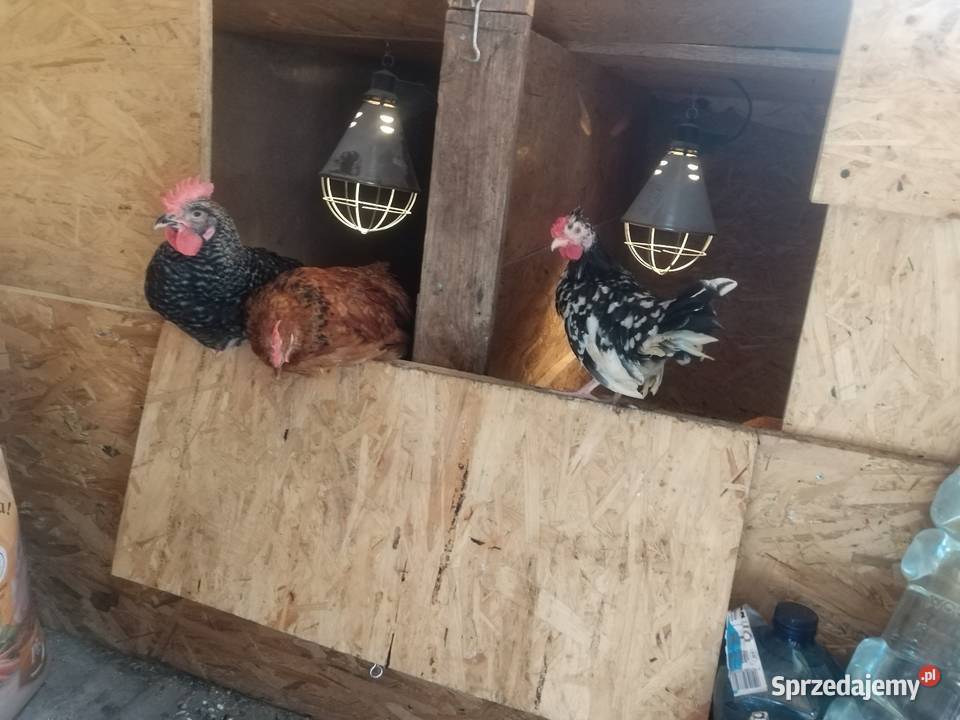Kurki kurki kurki Drób i ptactwo sprzedam