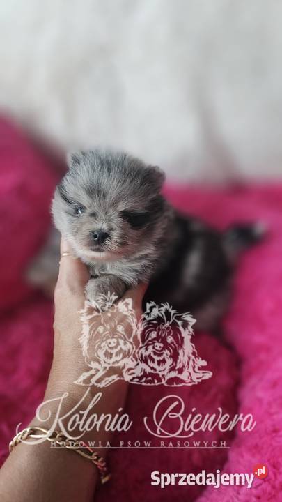 Szpic MiniaturowyPomeranian sunia Blue Merle łódzkie Sędziejowice