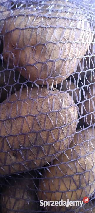 Ziemniak lubelskie Chełm