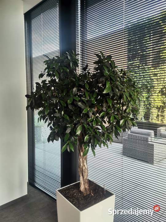 Ogrodnik domowybiurowy Pogotowie roślinne Warszawa