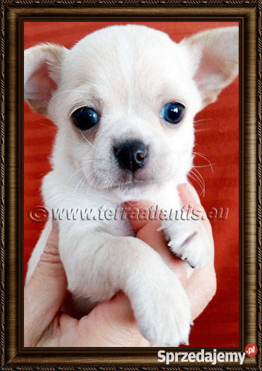 Chihuahua krótkowłosy piesek z metryczką ZKwPFCI Zwierzęta Łódź