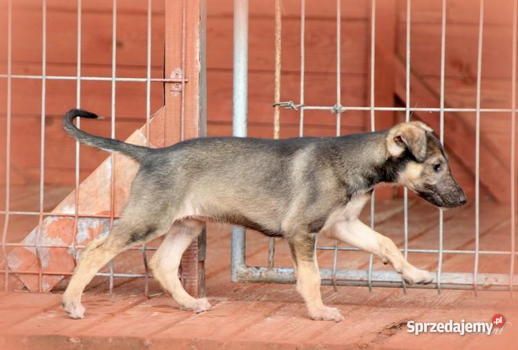 Chart polski rodowodowe szczenięta Leśniówka