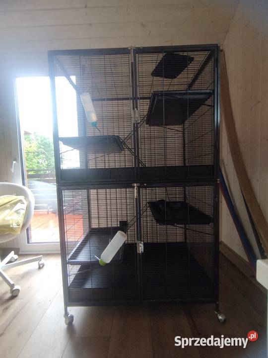 duża klatka i 3 samiczki szczura