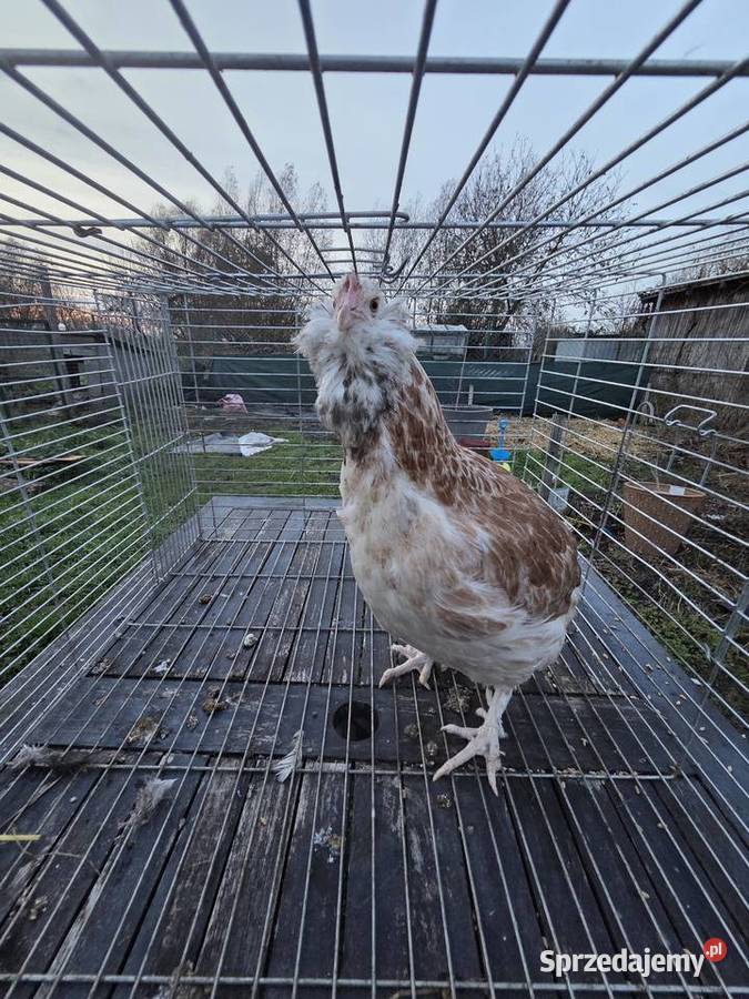 Pary hodowlane kur ozdobnych Ptaki Pyrzyce