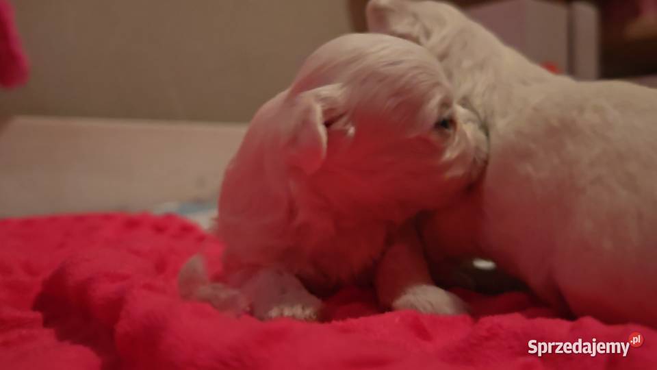 Maltańczyk piesek z domowej hodowli Węgierska Górka