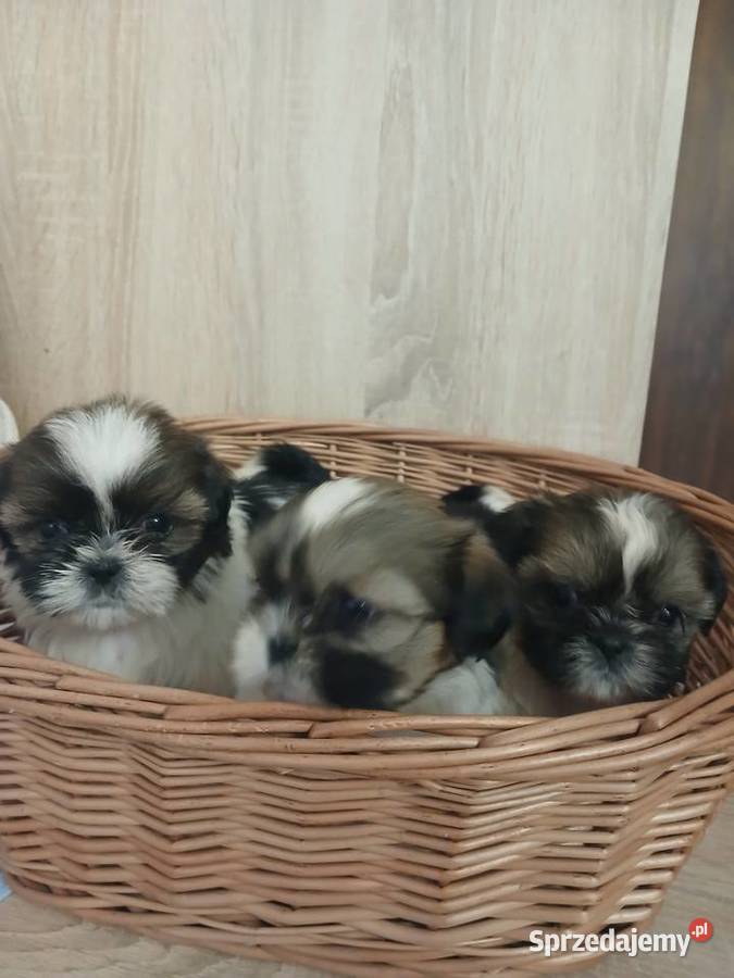 Shih tzu śliczne szczenięta