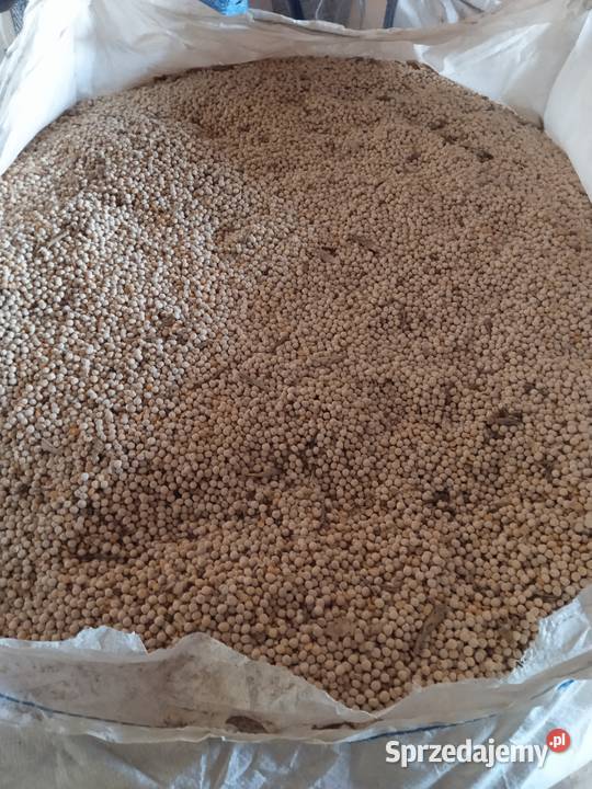 Groch tegoroczny sprzedam