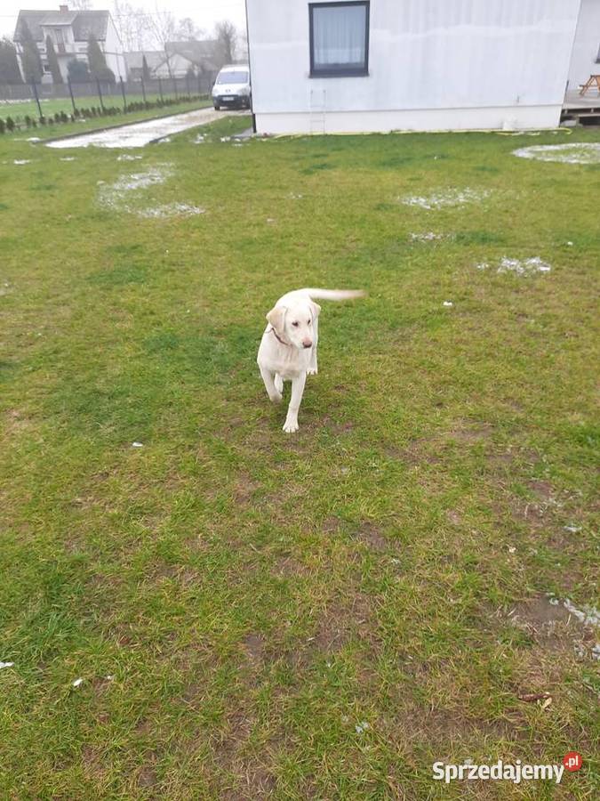 6 miesięczna suczka biszkoptowa Grzymała