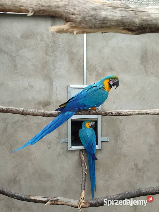 Para papug ar araraun 2023r Ptaki Boguchwałowice