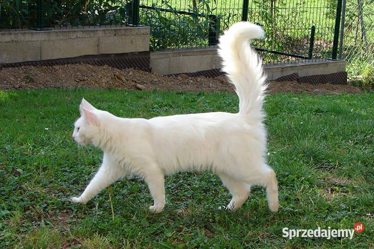 Przygarnę małego kotka Koty Chełm sprzedam