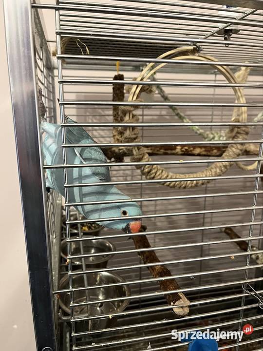 Papuga Aleksandreta obrożna ręcznie karmiona Katowice