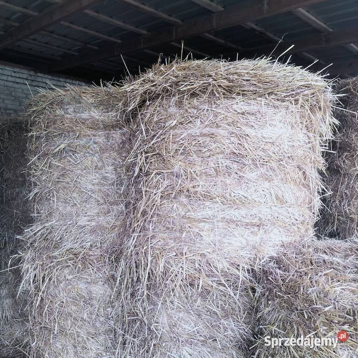 Sprzedam słomę Żytnią i Owsiankę 120120 Szóstka sprzedam