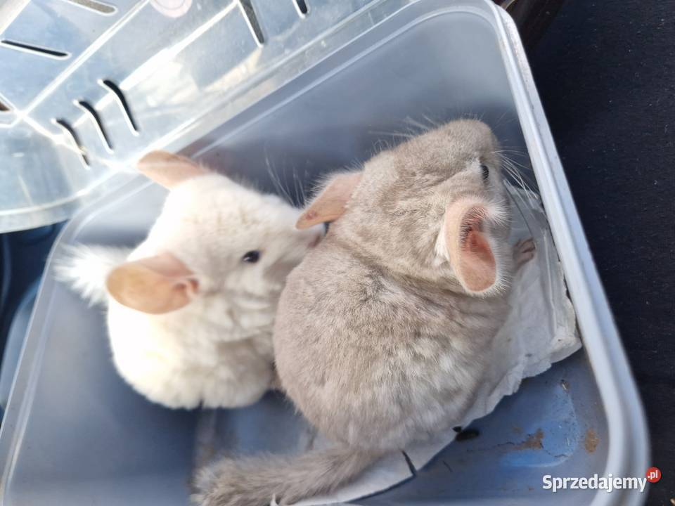 Szylki szynszyle chinchilla biała i beżowa Pinczyn sprzedam