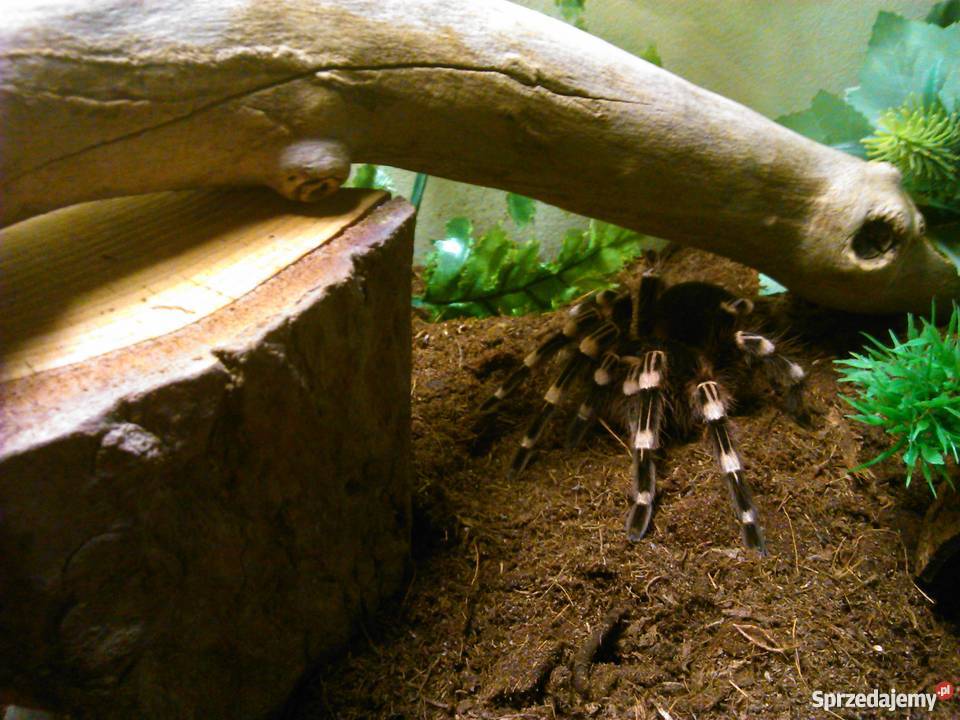 Ptasznik AGeniculata samica 100zl terrarium 190z Tychy