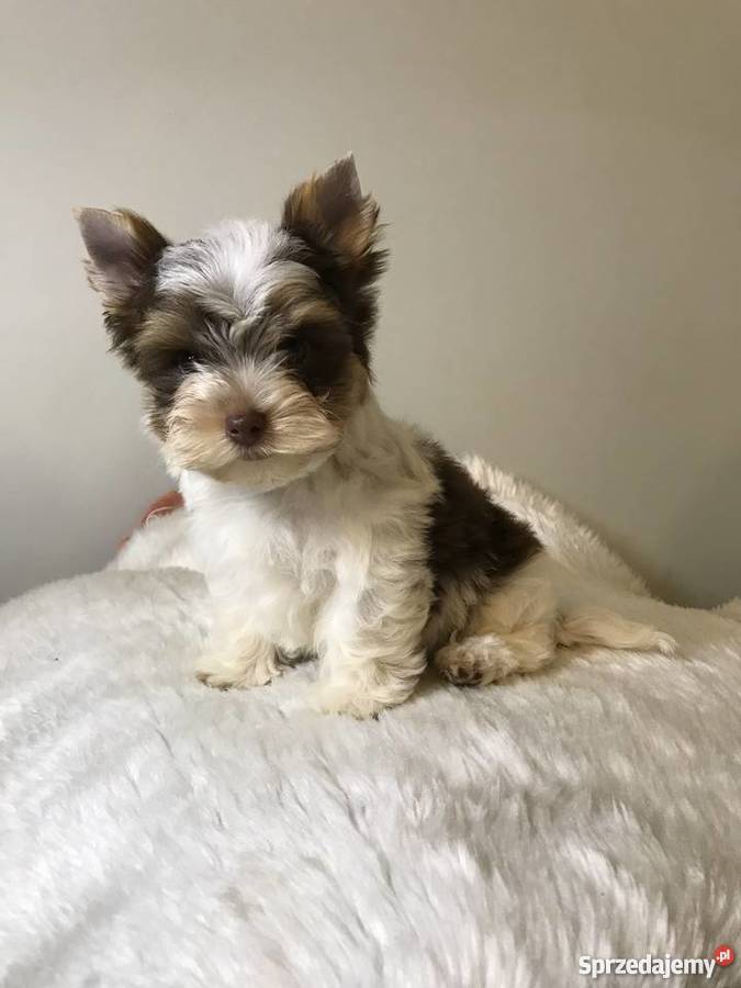 York biro piesek got do odbioru Chojnice