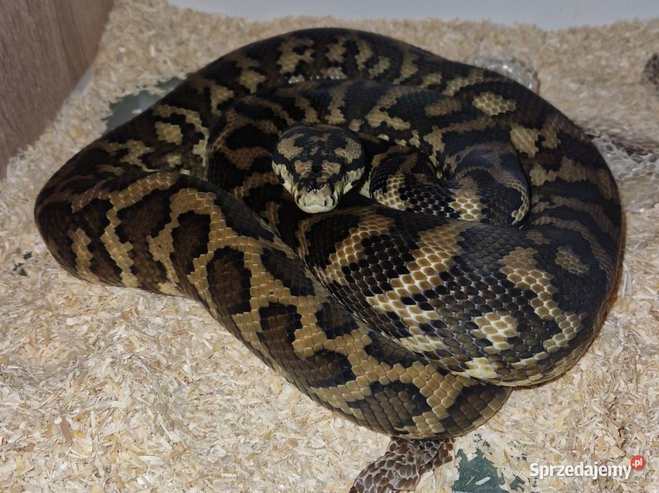 Morelia spilota harrisoni para Starachowice sprzedam