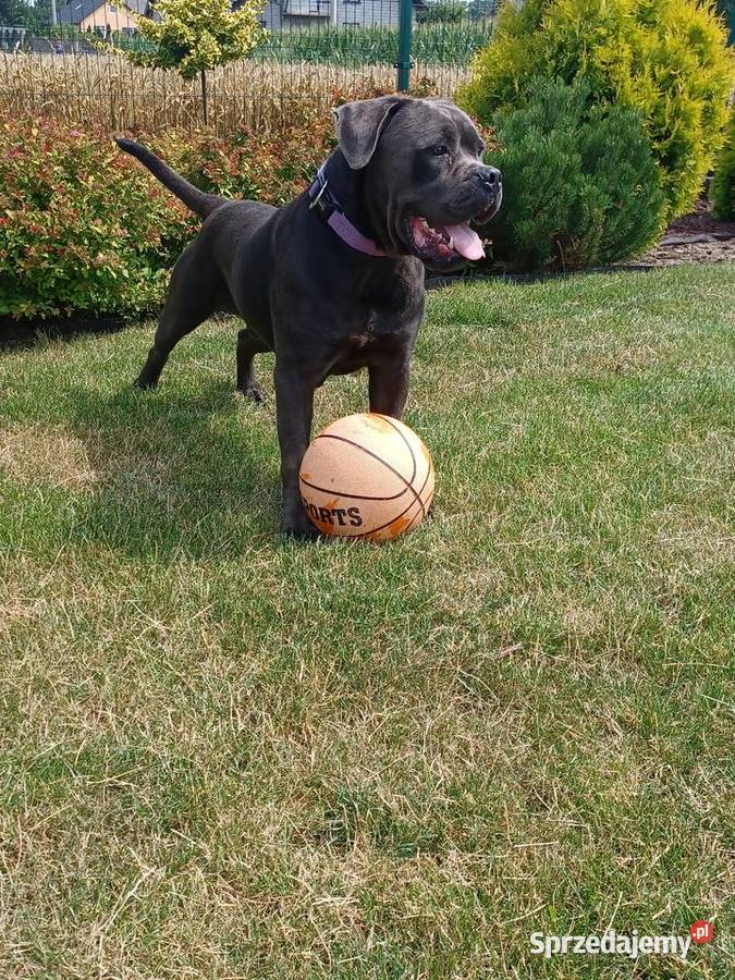 REPRODUKTOR CANE CORSO