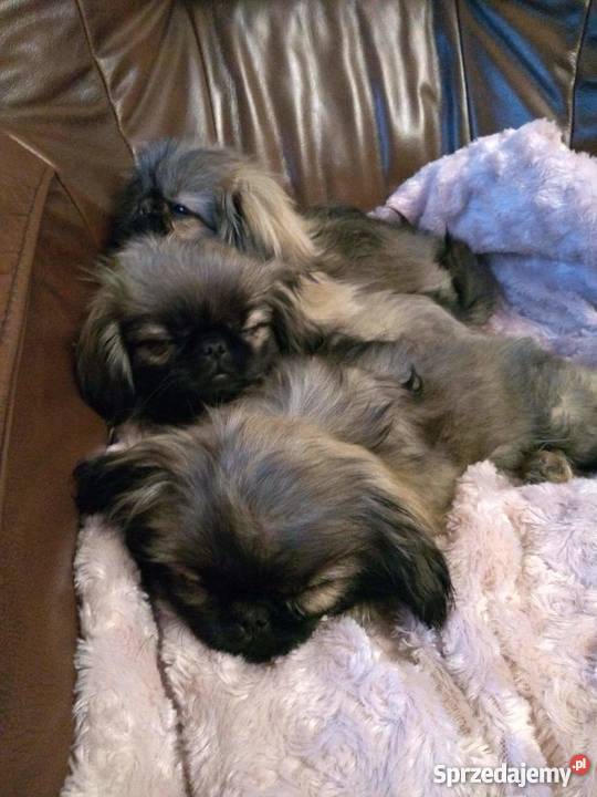 Śliczne pekińczyki