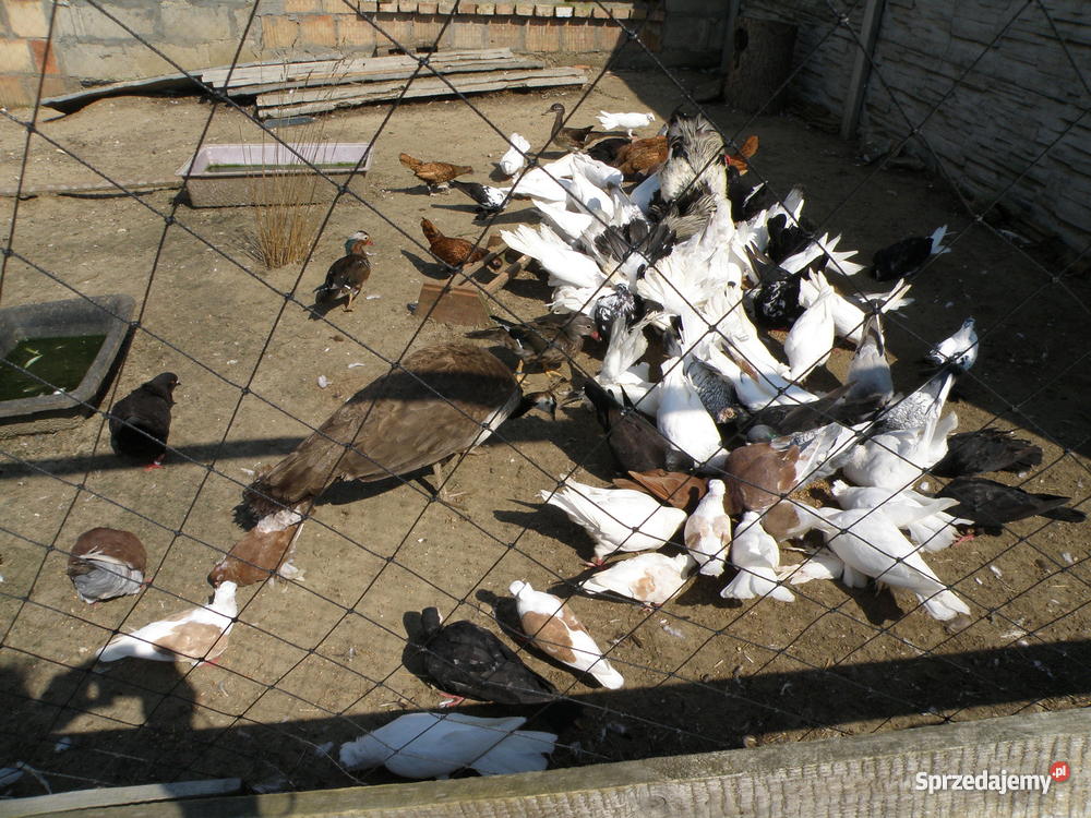 kury ozdobne Łapalice