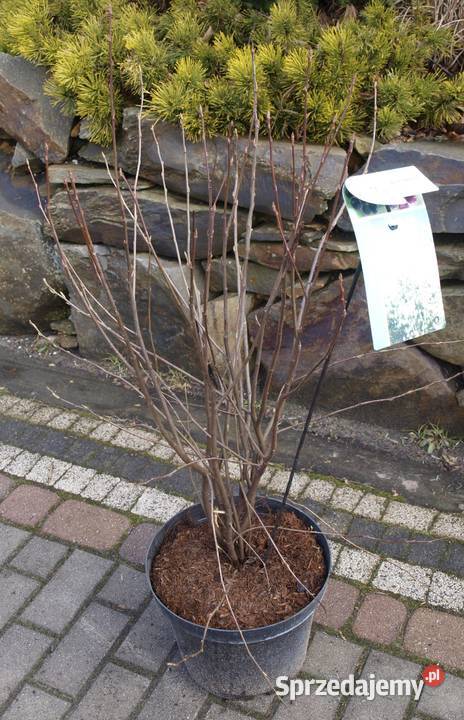 Świdośliwa lamarcka wielopienna mega sadzonka Osiny