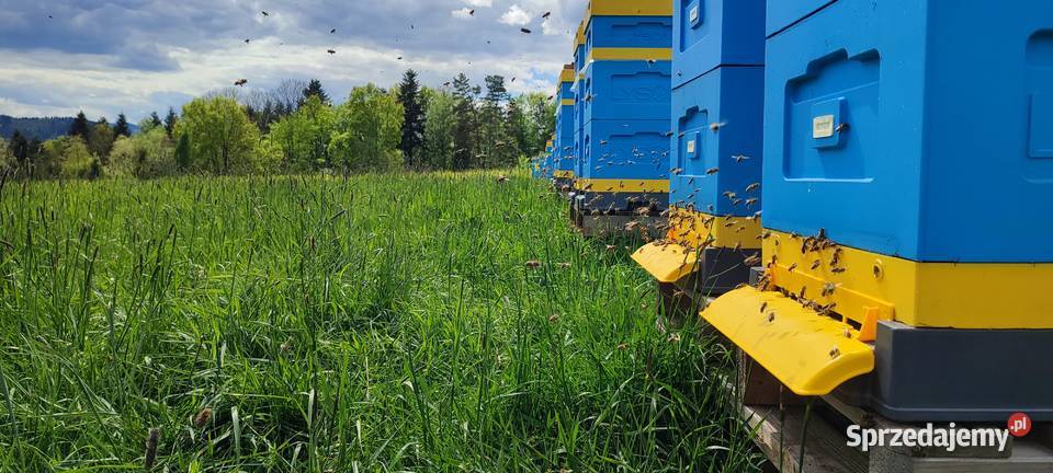 ODKŁADY PSZCZELE Pszczoły ROJE Na Ramce Wadowice