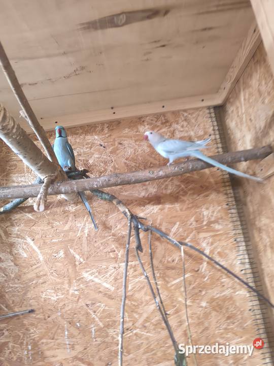 Aleksandretty obrożne parka 2022 Rostarzewo