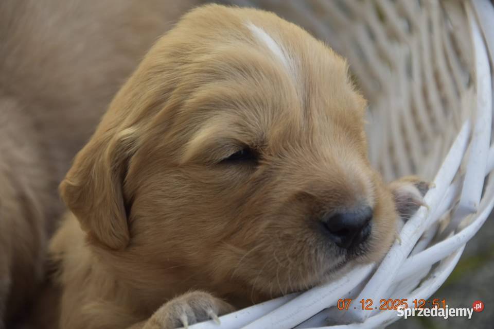 Golden Retriever Ciechowice