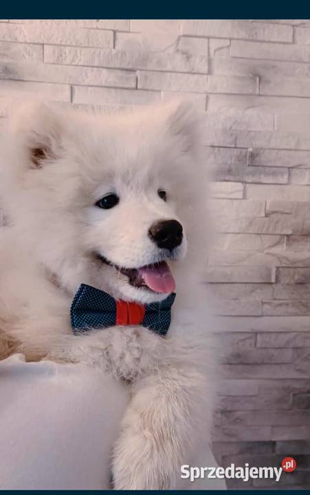 Samoyed ZKwP FCI Szczeniak Samojed kujawsko-pomorskie Tuchola