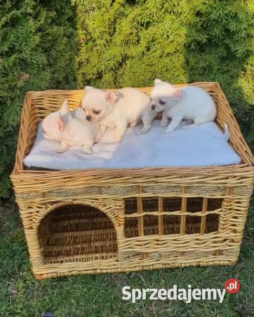 Chihuahua śliczne pieski biale I kremowe śląskie Częstochowa sprzedam