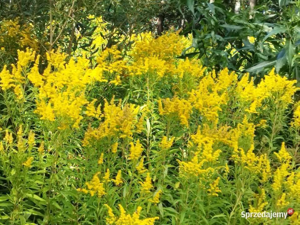 Nawłoć kwiat 1 Markusy