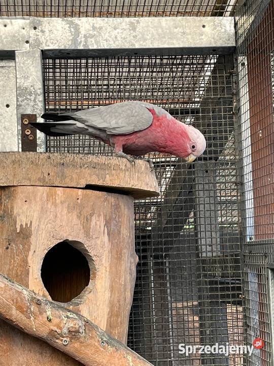 Samiec Kakadu rozowe Rogów