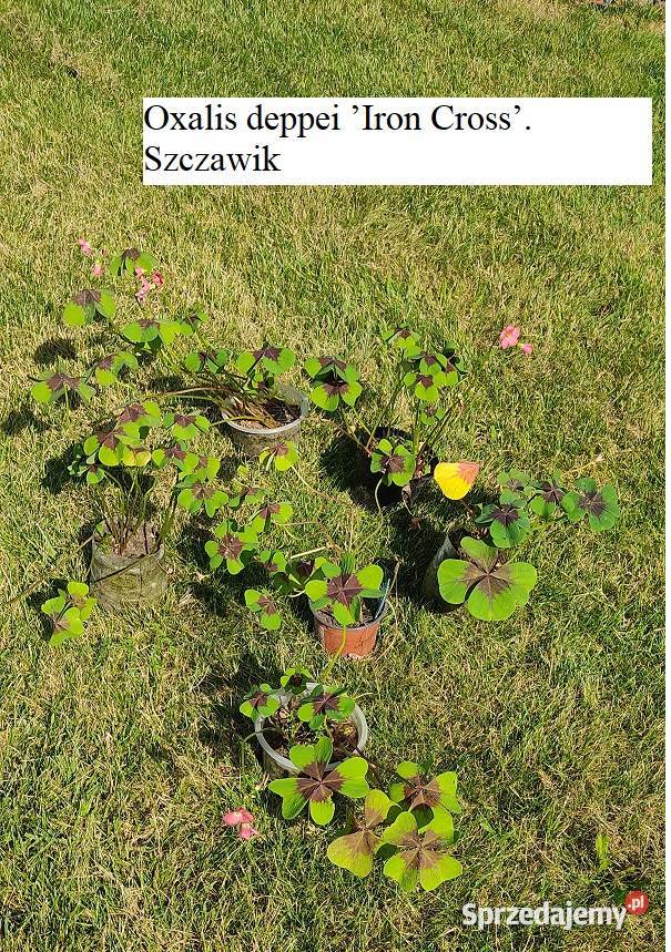 Oxalis deppei Iron Cross Szczawik